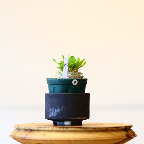 【植え替えセット】たけろうポット × パキポディウム ブレビカウレ 恵比寿笑い   no.430/11