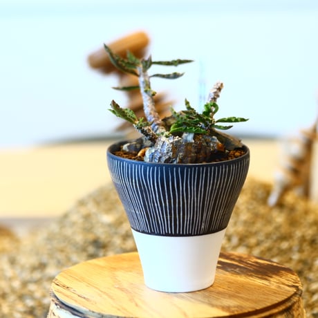 Euphorbia decaryi × Kazuhiro Arima  no.11419