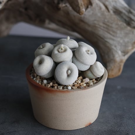Epithelantha bokei × 備前鉢3.5号 / BANKSIA WORKS  no.607-41