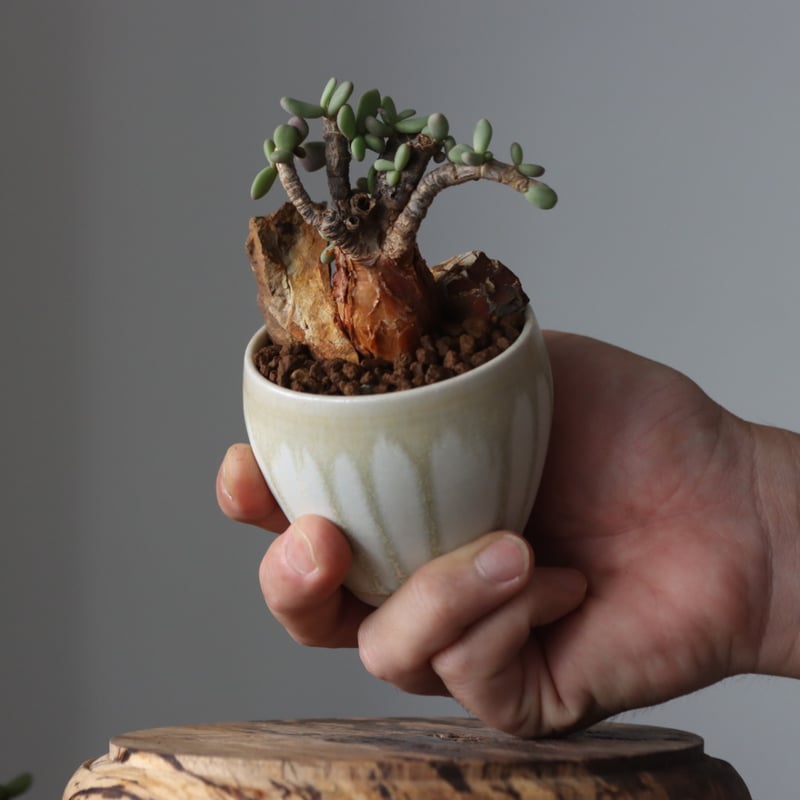 Ceraria pygmaea × 中川智治 no.61636 | 芽の巣山