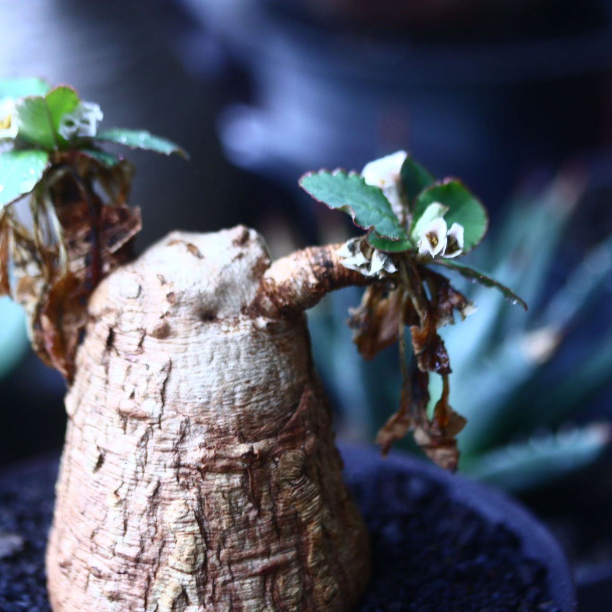 ユーフォルビア プリムリフォリア Euphorbia primulifolia no.6
