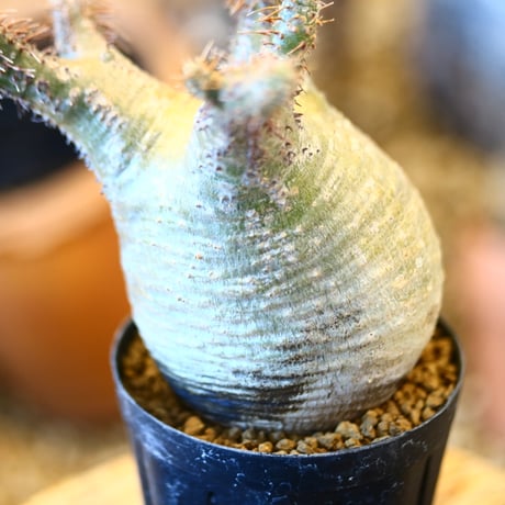 Pachypodium gracilius   no.32434