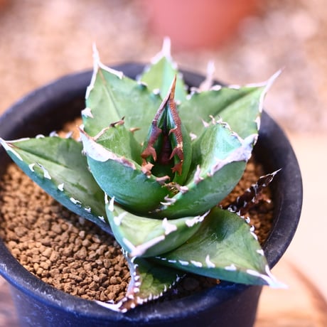 Agave titanota"FO-076" 　no.32452