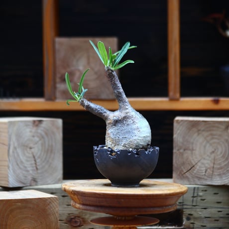 パキポディウム  グラキリス／Pachypodium  gracilius       no.82214