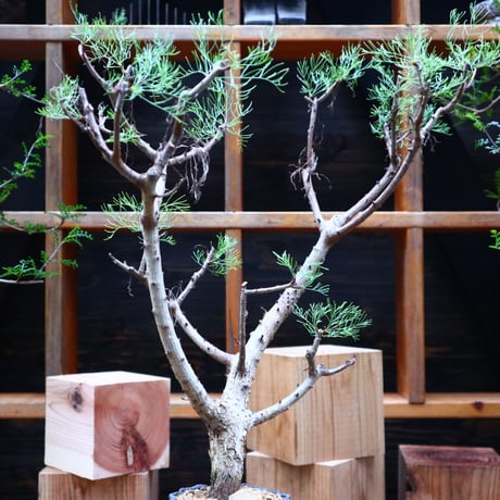 コミフォラ  クラウセリアナ／Commiphora  kraeuseliana   no.62657