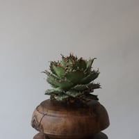 U.S. filigree (Agave titanota filigree) / Style of Chika　no.1227-41