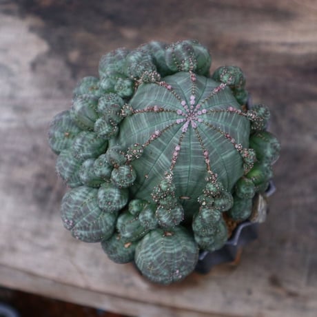ユーフォルビア  シンメトリカ／Euphorbia  symmetrica     no.91893