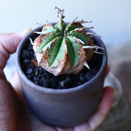 ユーフォルビア  バリダ  hyb   Euphorbia valida  hyb   no.60206