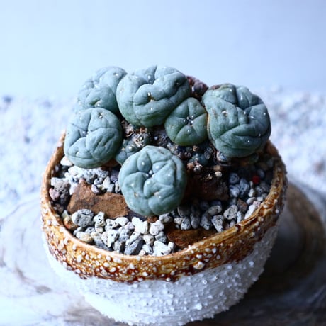 ロフォフォラ   ディフューサ　翠冠玉  Lophophora diffusa 　no.12609