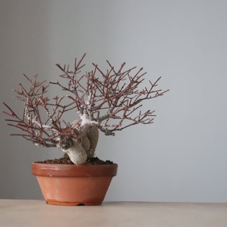 真弓 / YOSHIZAWA3-SHOHINBONSAI (4号鉢)   no.330/11