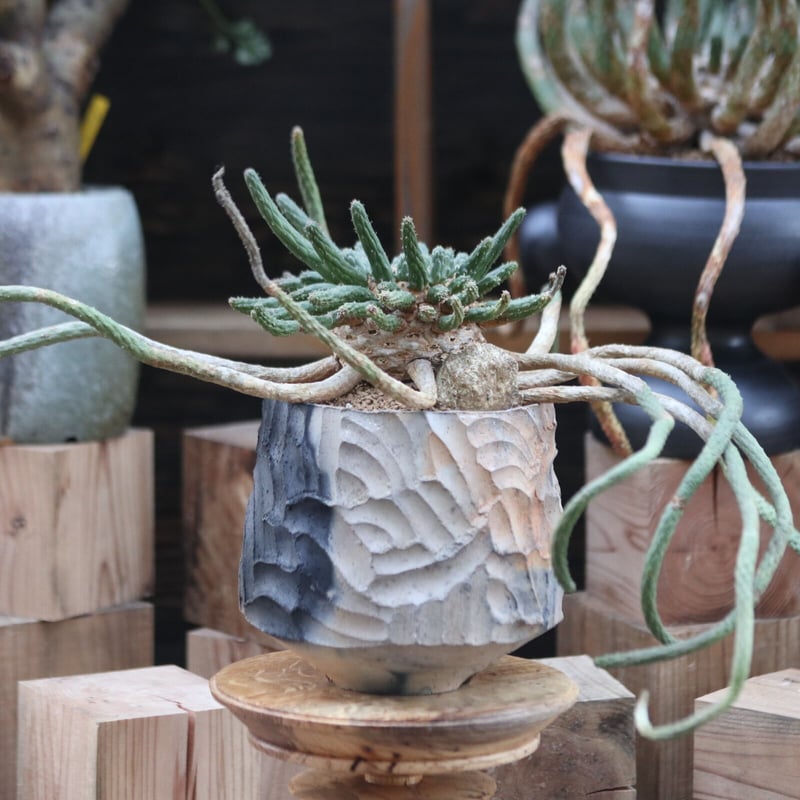 ユーフォルビア エスクレンタ／Euphorbia esculenta no.12226