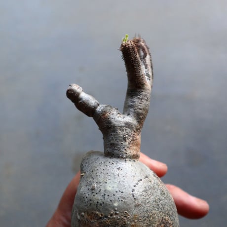 パキポディウム グラキリス 抜苗  Pachypodium rosulatum var. gracilius no.92933