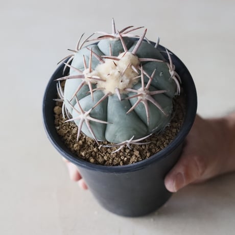 Echinocactus horizonthalonius / 翠平丸 (3.5号鉢)  no.913/17