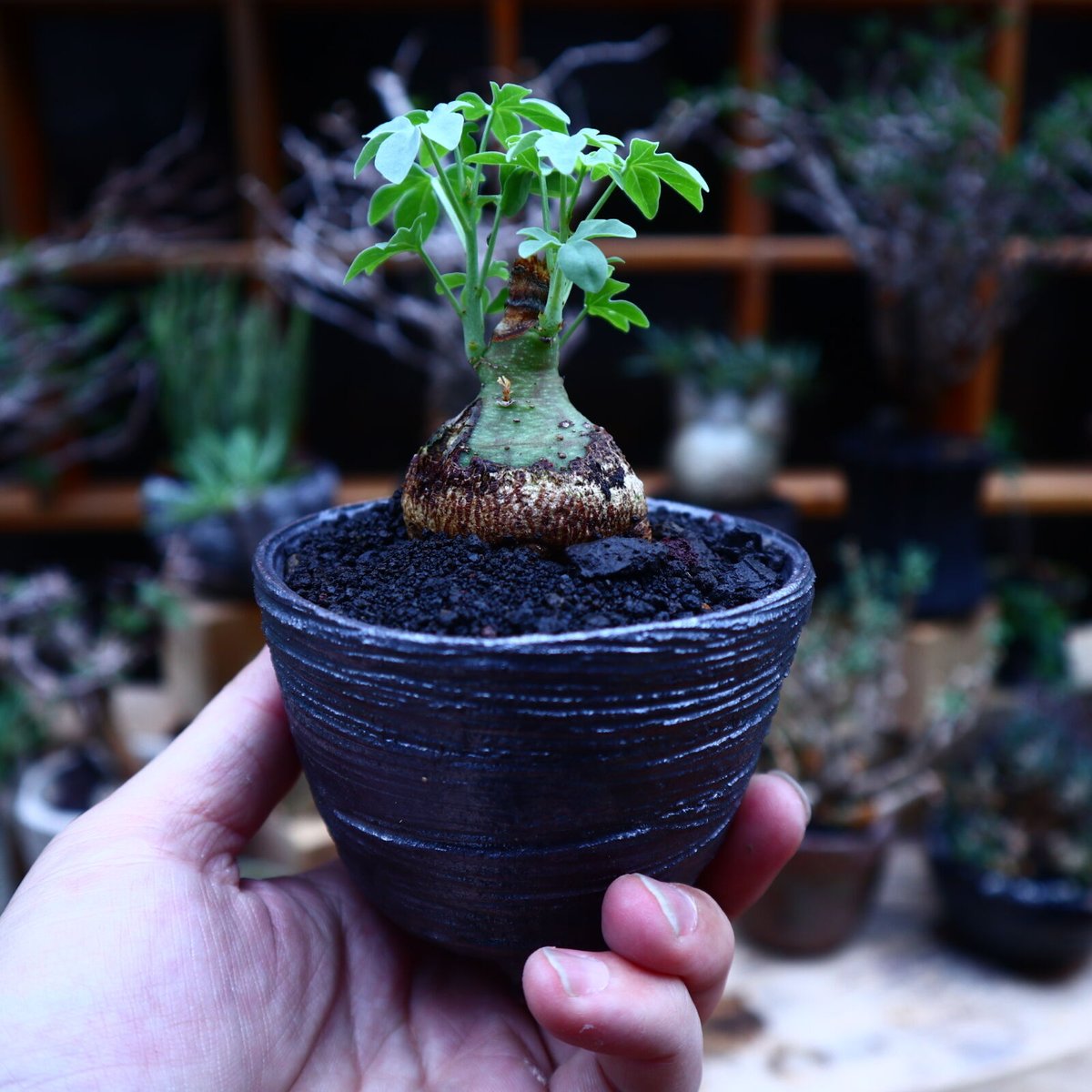 アデニアグラウカ 発根済 アデニア グラウカ／Adenia glauca no.52334 | 芽の巣山