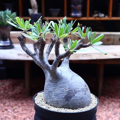 パキポディウム  グラキリス ／Pachypodium  gracilius       no.50207