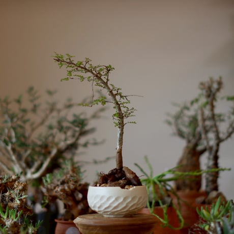 □芽の巣山購入 安西桂 鉢6500 □芽の巣山購入 安西桂 鉢6500 □芽の巣山購入 安西桂