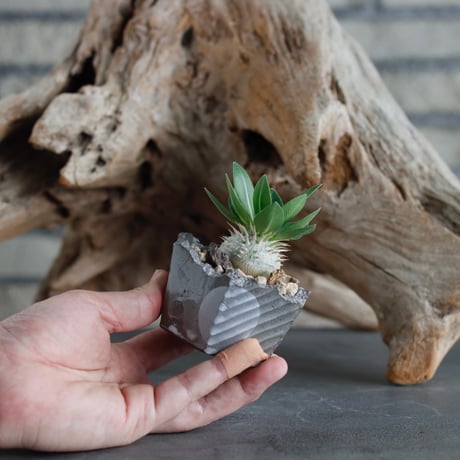 Pachypodium hyb.【特大黒× leucoxanthum】(dobuzuke) × N/OH (2号)  no.622-29
