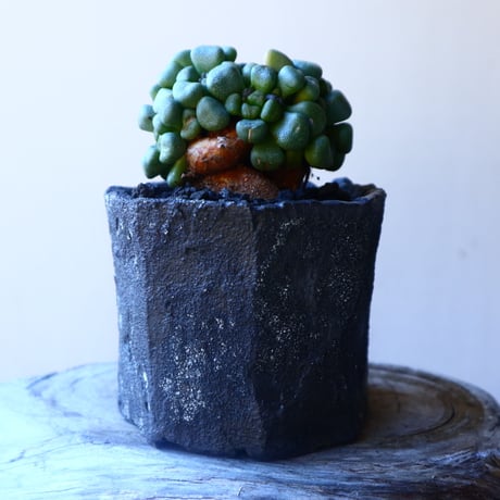 アロイノプシス  スクーネーシー   Aloinopsis schooneesii   no.20217
