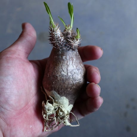パキポディウム グラキリス   Pachypodium rosulatum var. gracilius no.110320
