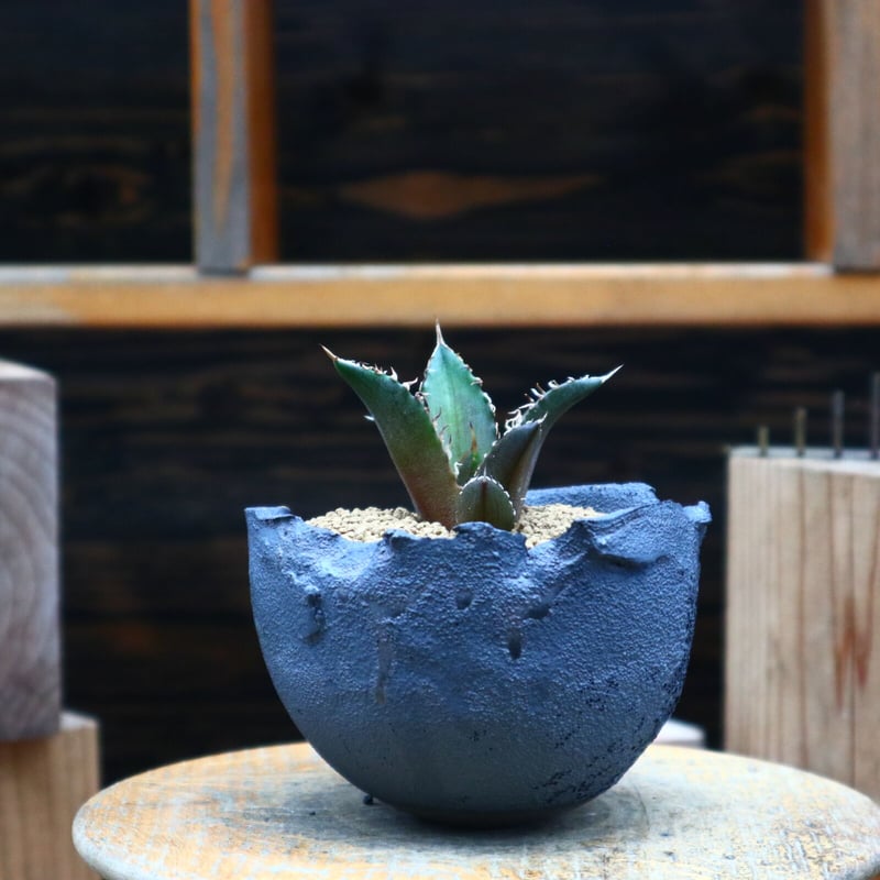 アガベ　レッドキャットウィールズ　子株付き アガベ レッドキャットウィーズル 子株 2株 2厳選子株 アガベ