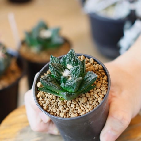 Ariocarpus fissuratus cv. Godzilla / 亀甲牡丹ゴジラ (2.5号)  no.1226/33