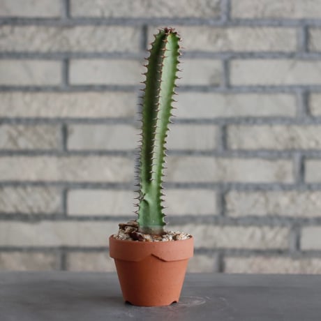 Euphorbia 墨麒膜 / T.W. × YAMABACHI (3号) no.329/35