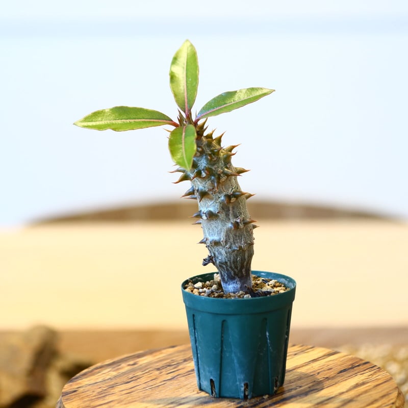 パキポディウム バロニー(実生)/ Pachypodium baronii no.514