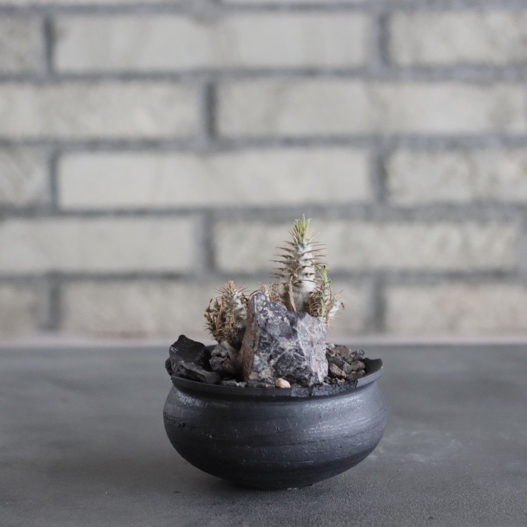 Pachypodium gracilius × N/OH (3号) no.628/77 | 芽の巣山