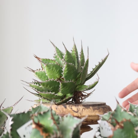 Agave horrida / Style of Chika　no.42199