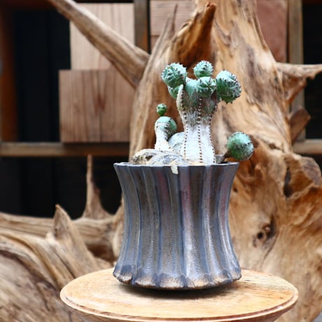 ユーフォルビア オベサ hyb. / Euphorbia obesa  hyb.    no.31239