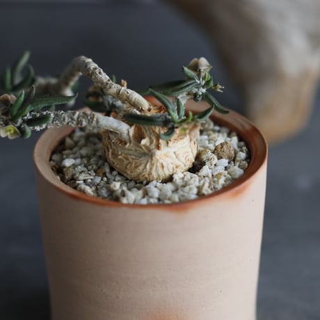 Euphorbia cylindrifolia × 備前鉢2号 / snp plants  no.607-9