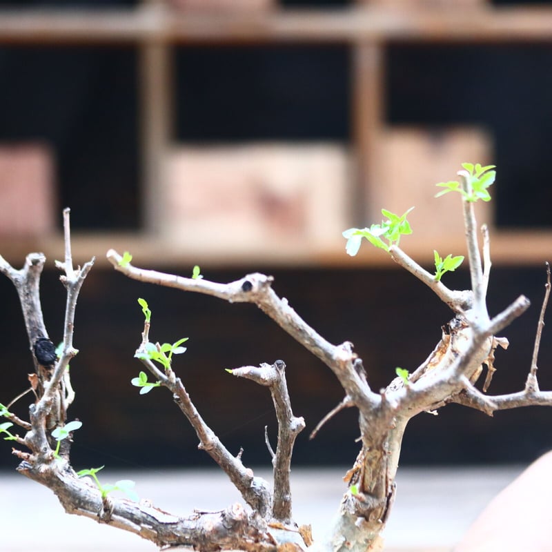 ブルセラ ファガロイデス / Bursera fagaroides / 発根済み no.402