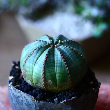 ユーフォルビア  オベサ    Euphorbia obesa　no.81626-2