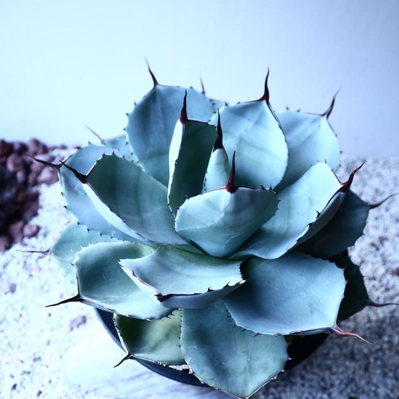 【No.135】アガベ パリートランカータ　うねり棘　美株 アガベ パリートランカータ Agave parryi var. truncata no.