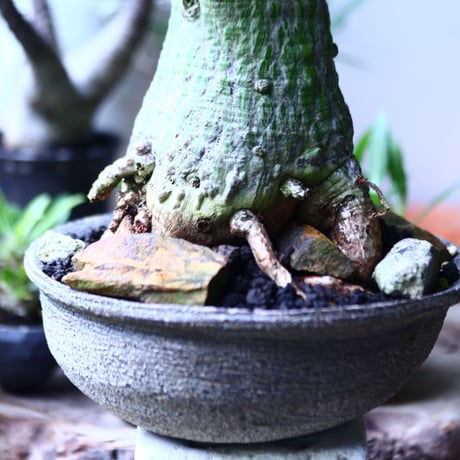 プセウドボンバックス エリプティクム  Pseudobombax ellipticum   no.71903