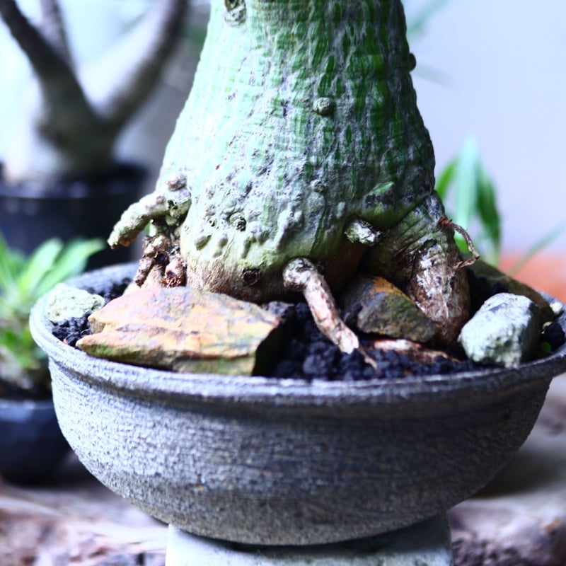 プセウドボンバックス エリプティクム Pseudobombax ellipticum n プセウドボンバックス エリプティクム Pseudobombax ellipticum n