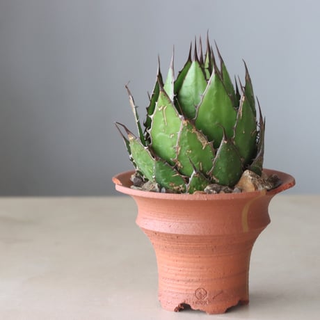 Agave horrida × N/OH (5号鉢)  no.420-55