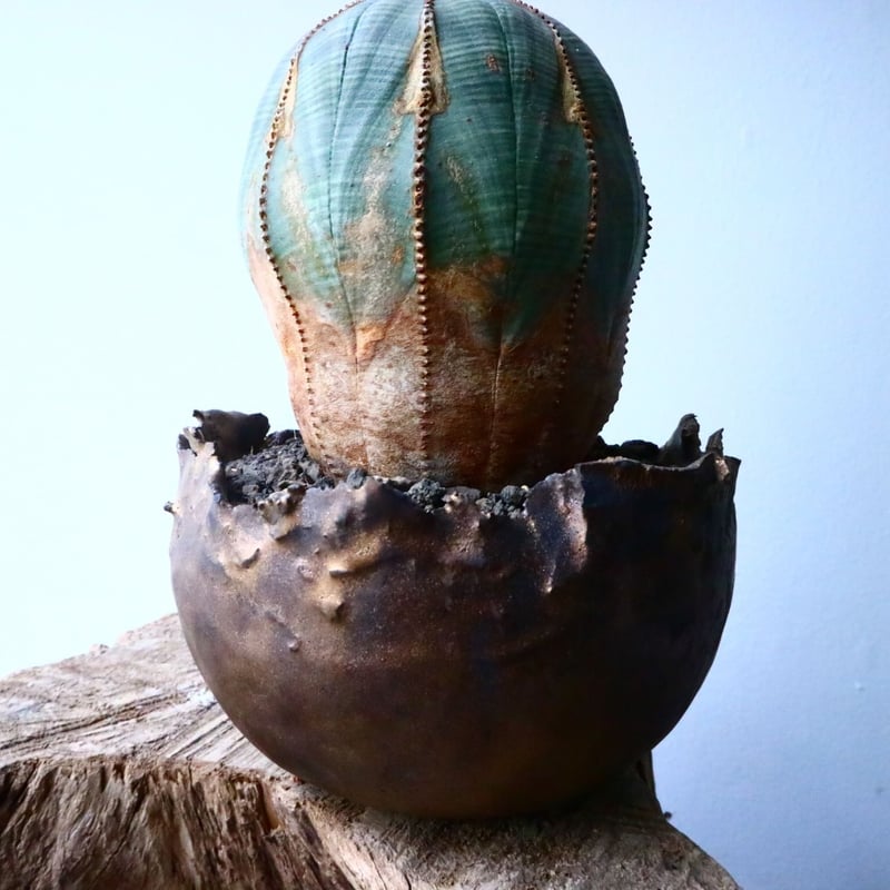 ユーフォルビア・オベサ（Euphorbia obesa） 作家鉢付き 雪だるま型 2024年7月入荷>ユーフォルビア オベサ | Euphorbia obesa