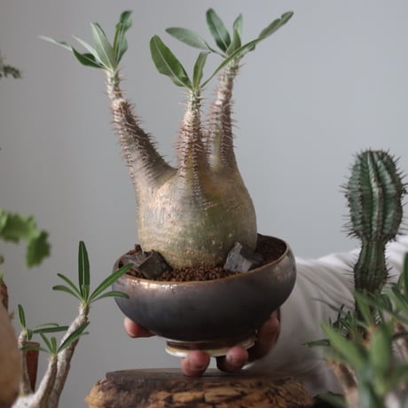 Pachypodium gracilius × たけろうポット    no.51225