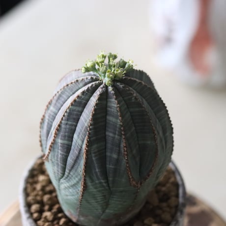 Euphorbia obesa♂ × YAMABACHI var. takero pot  no.51909