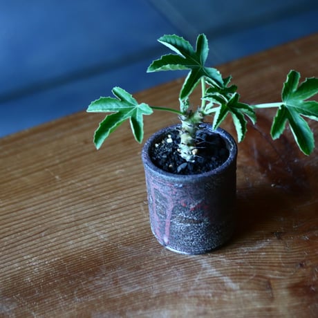 ヤトロファ フィッシスピナ  Jatropha fissispina    no.81646