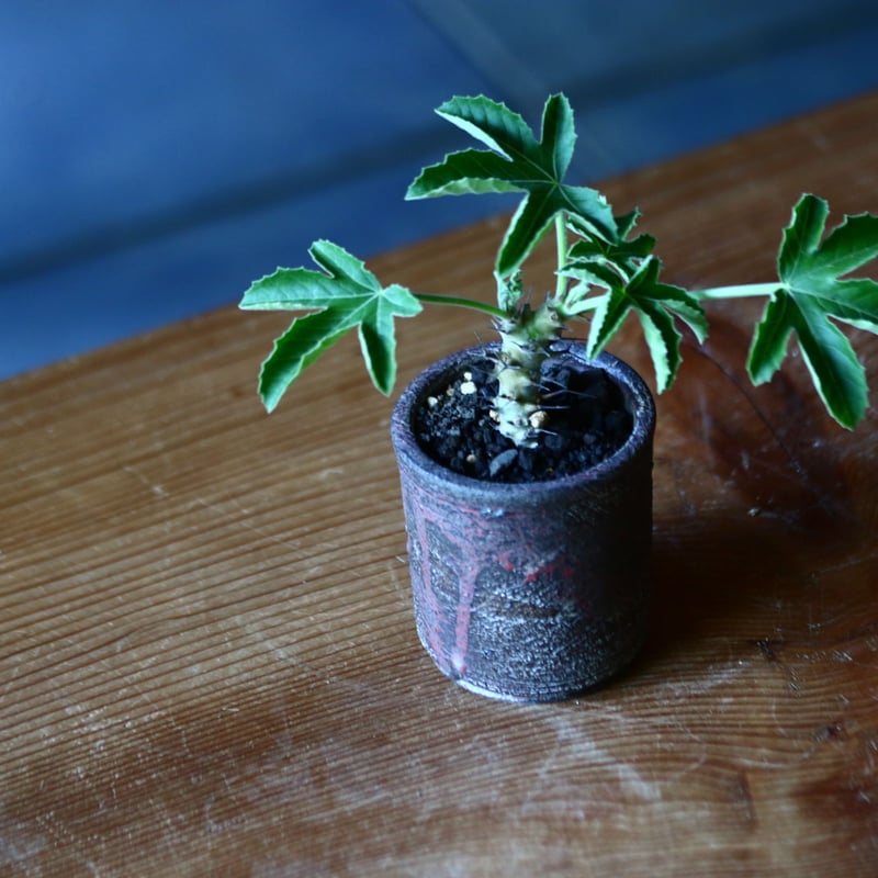 ヤトロファ フィッシスピナ Jatropha fissispina no.81646