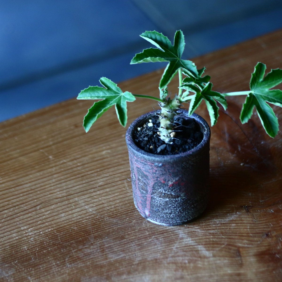 ヤトロファ フィッシスピナ Jatropha fissispina no.81646