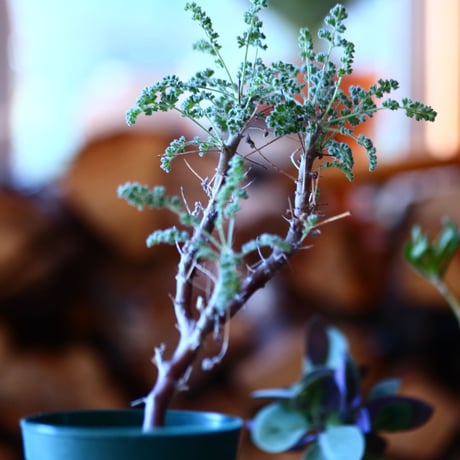 ペラルゴニム   アルテルナンス  Pelargonium alternans    no.111503③