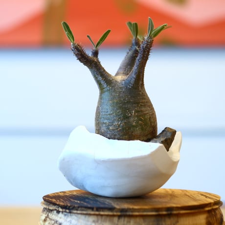 Pachypodium  gracilius × Kazuhiro Arima    no.100819