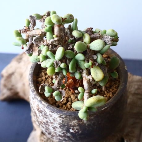 ケラリア  ピグマエア   Ceraria pygmaea    No.003