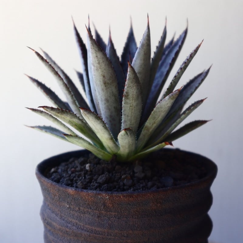 マンガベ　パープルスポット　マンフレダ×アガベ　hyb 大株　6.5号鉢植え マンガべ パープルスポット Mangave 'Purple Spot' no.407