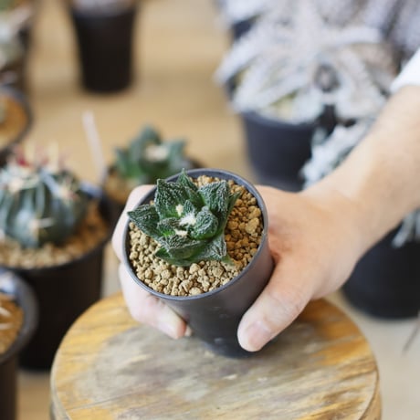 Ariocarpus fissuratus cv. Godzilla / 亀甲牡丹ゴジラ (2.5号)  no.1226/33