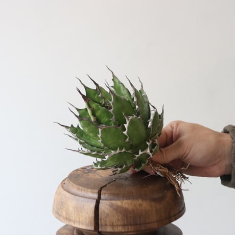 U.S. horrida (Agave horrida) / Style of Chika　no.1227-18