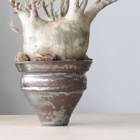 Pachypodium gracilius × Kazuhiro Arima / humanity pot (7.5号鉢)   no.420-46